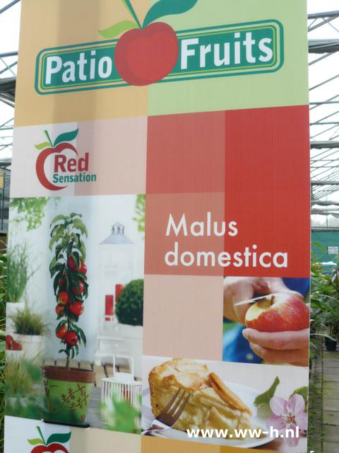Malus domestica Red, Yellow en Green Sensation 12,99